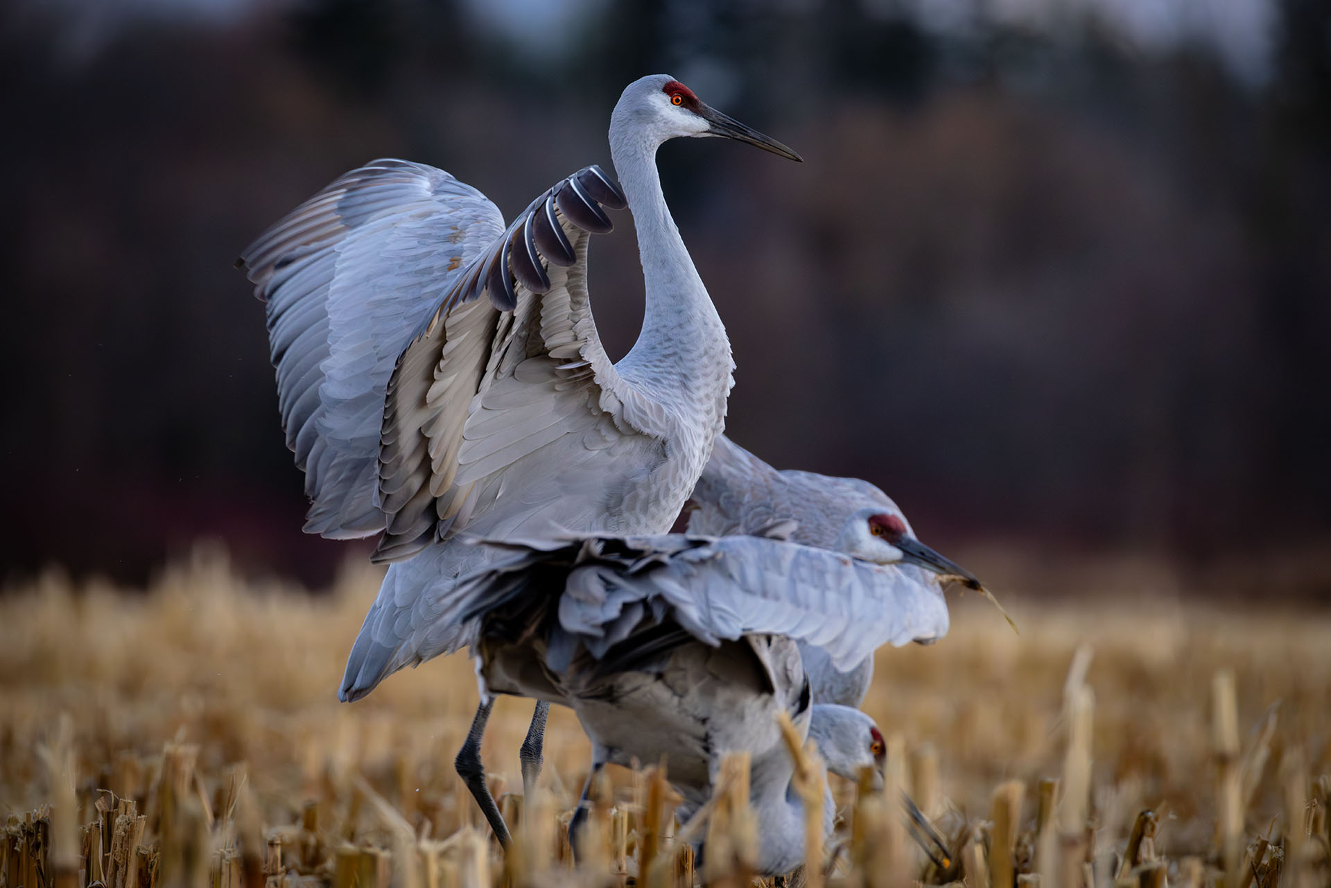 384A0234 Enhanced NR copy